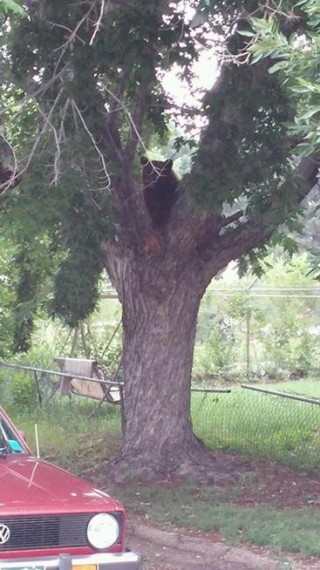 20150708__bear-in-a-tree-in-colorado-springs~p1